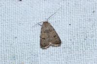 Caradrina clavipalpis