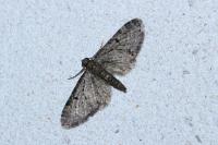 Eupithecia virgaureata