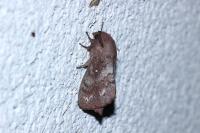 Dendrolimus pini