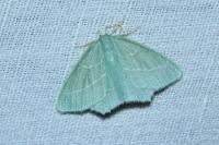 Hemistola chrysoprasaria