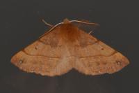 Colotois pennaria