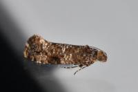 Acrolepia autumnitella