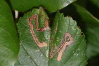 Stigmella aurella
