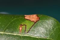 Ectoedemia heringella