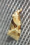 Aethes rubigana