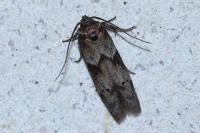 Blastobasis glandulella