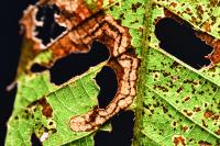 Stigmella samiatella