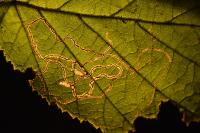 Stigmella microtheriella