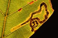 Stigmella hemargyrella