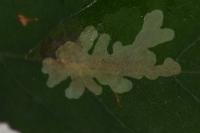 Parectopa robiniella