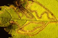 Stigmella oxyacanthella
