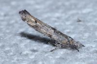 Zelleria oleastrella