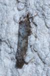 Paraswammerdamia albicapitella