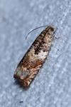 Gypsonoma minutana