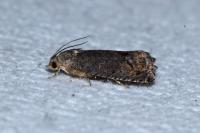 Cydia splendana