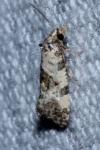 Cochylis molliculana
