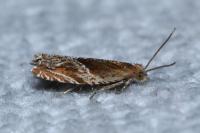 Ancylis comptana