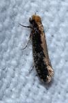 Monopis crocicapitella