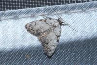 Meganola strigula
