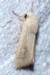 Mythimna sicula