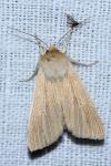 Mythimna pallens