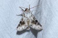 Hecatera bicolorata