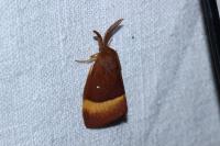 Lasiocampa quercus