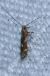 Calybites phasianipennella