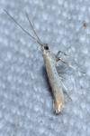 Aspilapteryx tringipennella