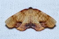 Plagodis dolabraria