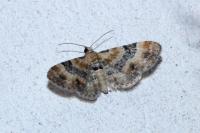 Eupithecia linariata