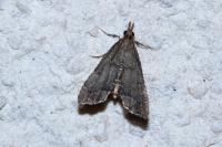 Diplopseustis perieresalis