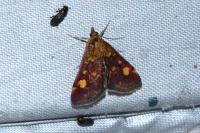 Pyrausta aurata