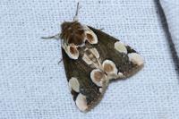 Thyatira batis