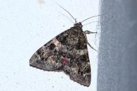 Catocala coniuncta