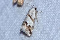 Eublemma candidana