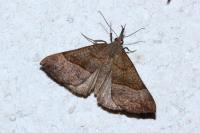 Hypena proboscidalis