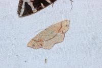 Cyclophora punctaria