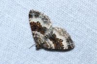 Epirrhoe alternata