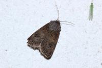 Agrotis bigramma