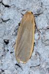 Katha depressa