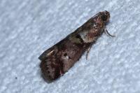 Acrobasis consociella