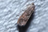 Grapholita funebrana/molesta