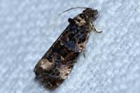 Endothenia