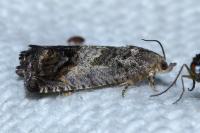 Cydia splendana