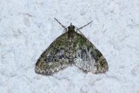 Acasis viretata