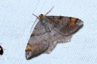 Macaria liturata