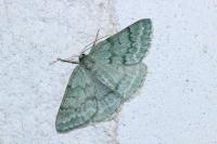 Pseudoterpna pruinata