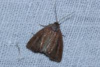 Coenobia rufa
