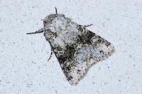 Hecatera bicolorata